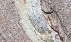 Ledromorpha planirostris