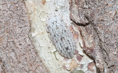 Ledromorpha planirostris