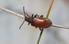 Metriolagria affinis