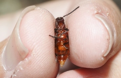 Metriolagria affinis