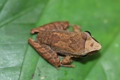 Craugastor talamancae