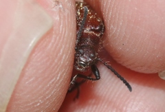 Metriolagria affinis