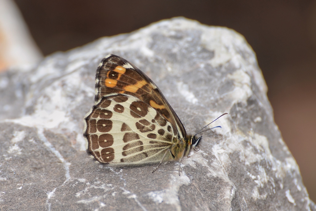 Tibet Marbled Satyr