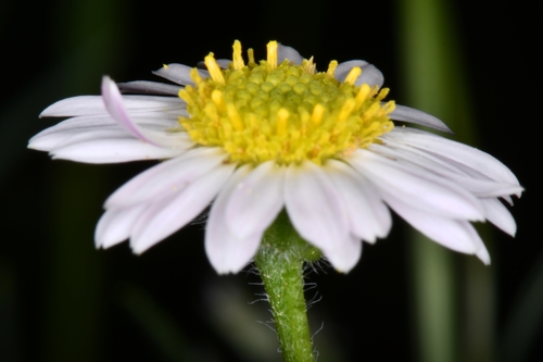 Image of Erigeron canaani by (c) Darrin Gobble, some rights reserved (CC BY)