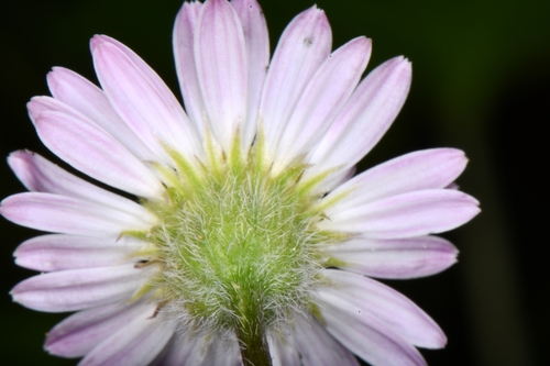 Image of Erigeron canaani by (c) Darrin Gobble, some rights reserved (CC BY)