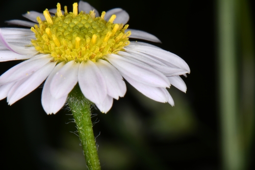 Image of Erigeron canaani by (c) Darrin Gobble, some rights reserved (CC BY)