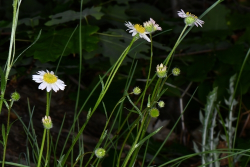 Image of Erigeron canaani by (c) Darrin Gobble, some rights reserved (CC BY)