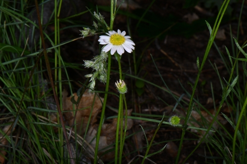 Image of Erigeron canaani by (c) Darrin Gobble, some rights reserved (CC BY)