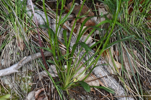 Image of Erigeron canaani by (c) Darrin Gobble, some rights reserved (CC BY)