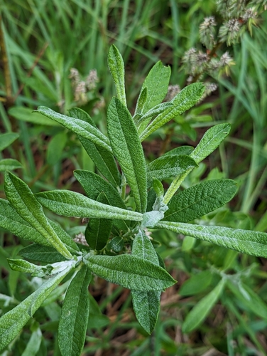 sageleaf willow (Salix candida)