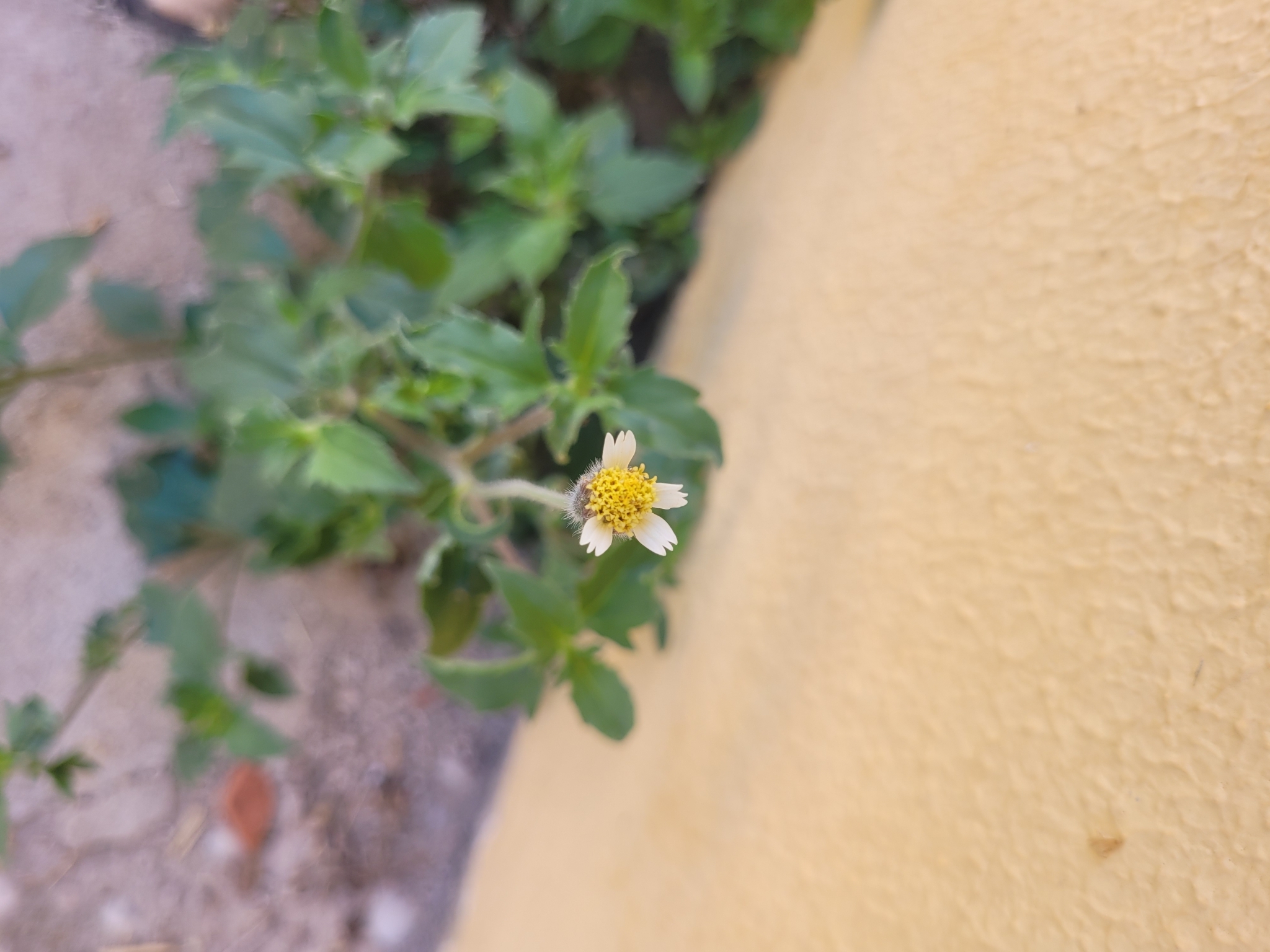 Tridax procumbens