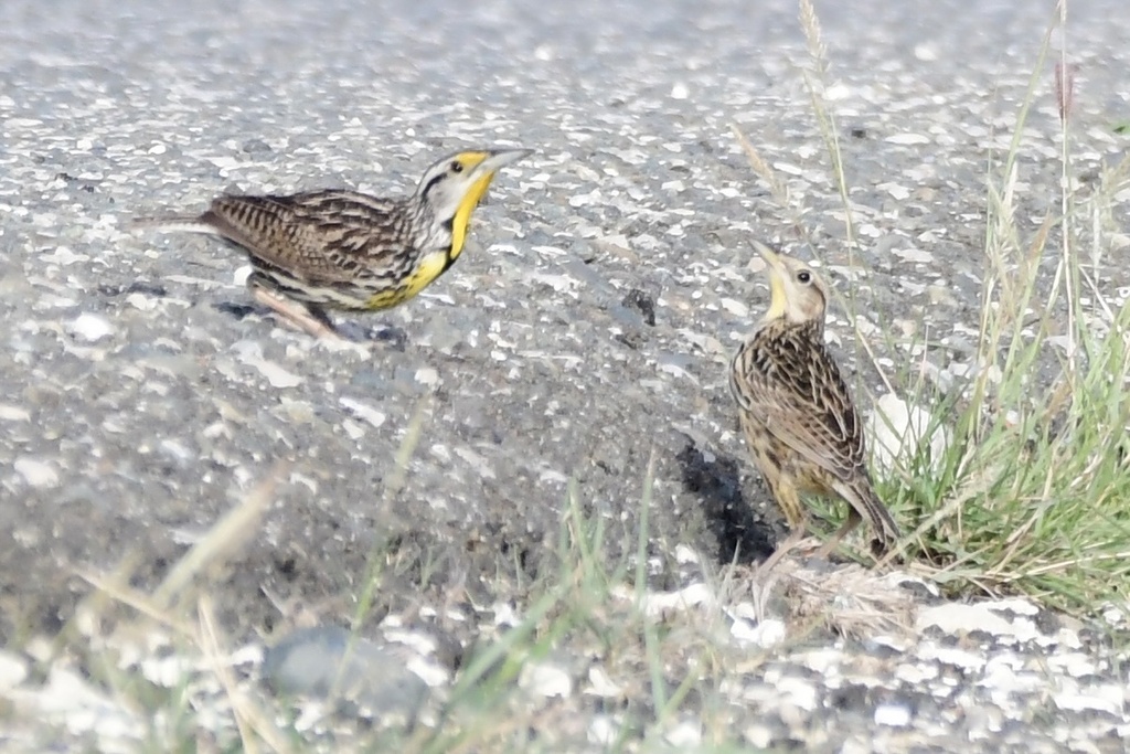 Eastern Meadowlark (Cuban)