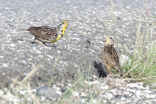 Eastern Meadowlark (Cuban)