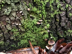 Micromphale arbuticola