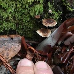 Micromphale arbuticola