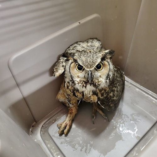 Great Horned Owl photographed in New Hampshire