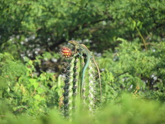 Cnemidophorus arubensis