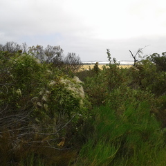 Clematis linearifolia