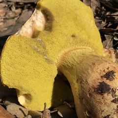 Aureoboletus citriniporus
