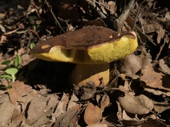 Aureoboletus citriniporus