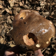 Aureoboletus citriniporus