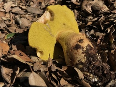 Aureoboletus citriniporus