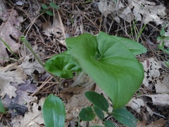 Asarum hartwegii