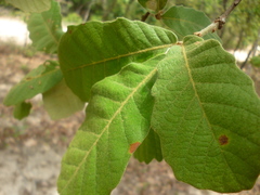 Quercus peduncularis