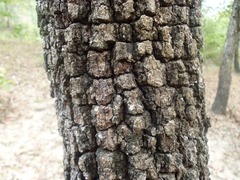 Quercus peduncularis