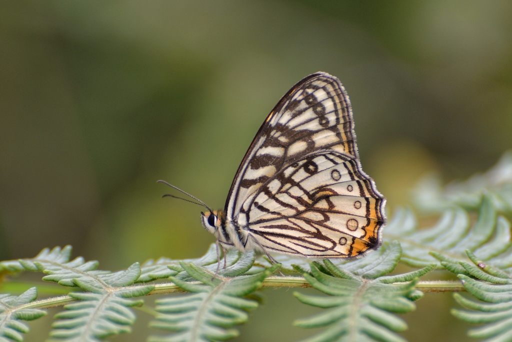 Rhaphicera dumicola