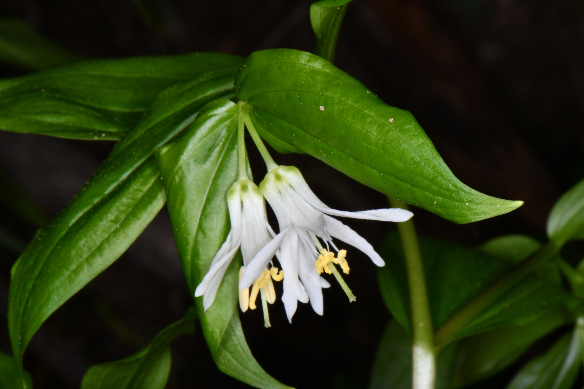 Prosartes trachycarpa