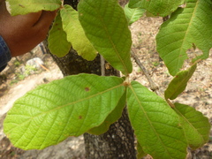 Quercus peduncularis