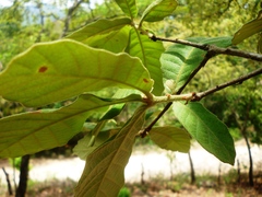 Quercus peduncularis