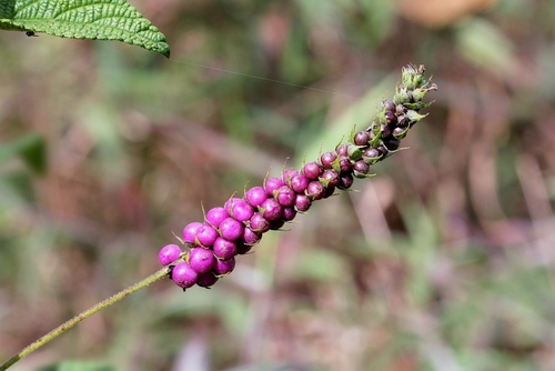 Ternate Lantana
