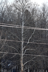 Platanus occidentalis