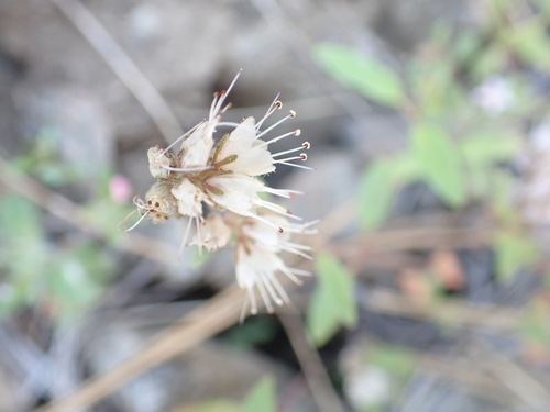 Stebbins' phacelia (Phacelia stebbinsii)