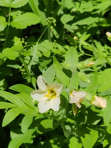 Image of Polemonium carneum by no rights reserved