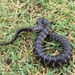 Carolina Watersnake - Photo (c) bzissurfing, some rights reserved (CC BY-NC)