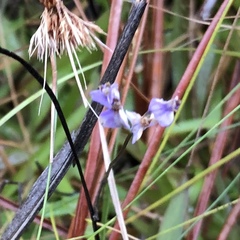 Burmannia biflora