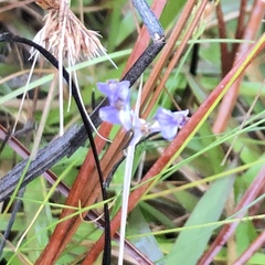 Burmannia biflora