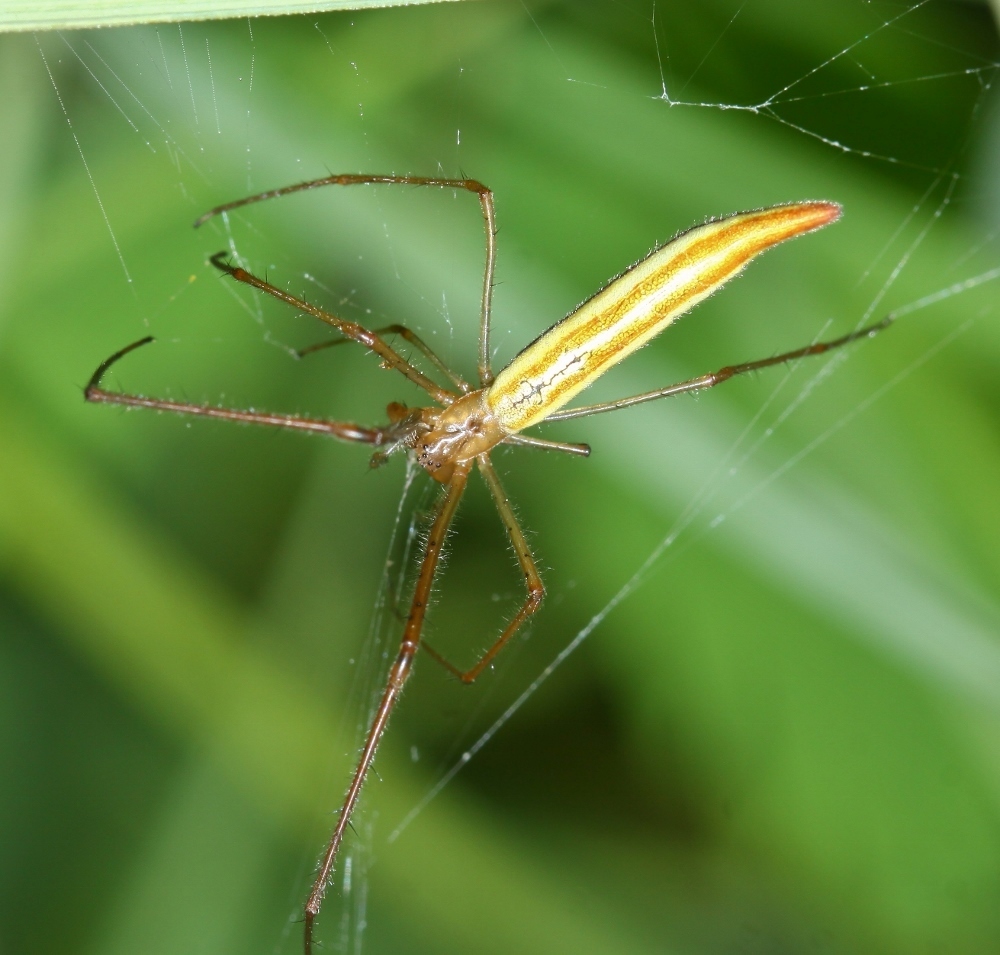Tetragnatha caudicula