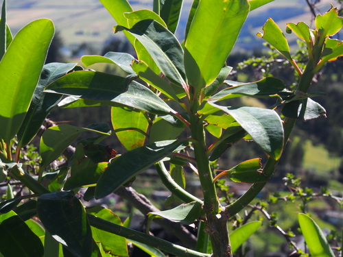 Image of Euphorbia Laurifolia (Euphorbia laurifolia) by (c) Lena Struwe, some rights reserved (CC BY-SA)