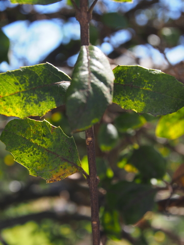 Citharexylum ilicifolium, photograph 1