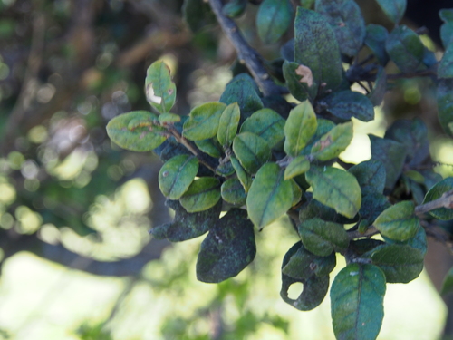 Citharexylum ilicifolium, photograph 3