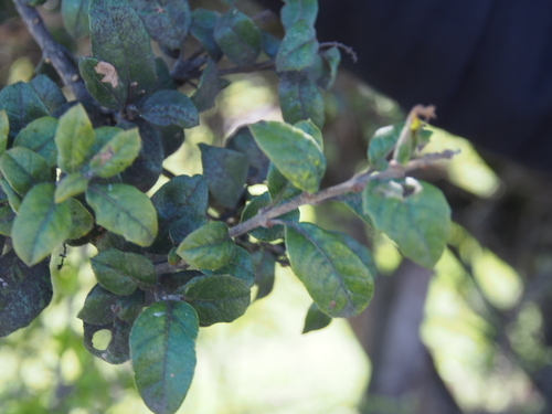 Citharexylum ilicifolium, photograph 2