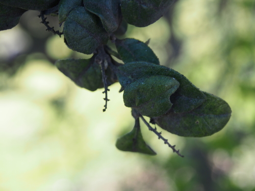 Citharexylum ilicifolium, photograph 4