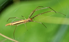 Tetragnatha caudicula