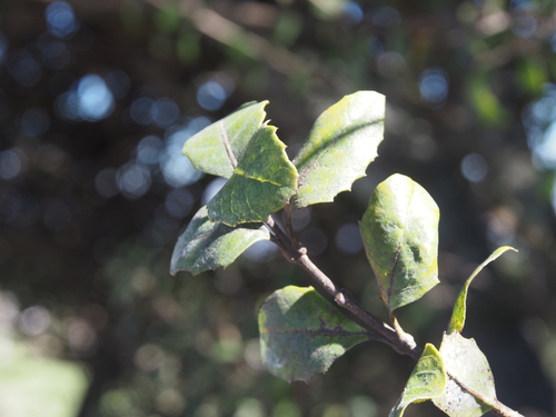 Citharexylum ilicifolium, photograph 5