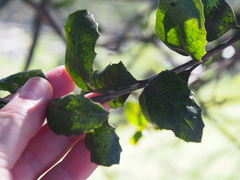 Citharexylum ilicifolium