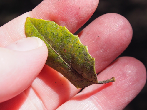 Citharexylum ilicifolium, photograph 6